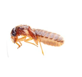 Best Quality Termite and Pest Control